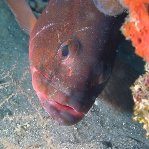 Grouper1401