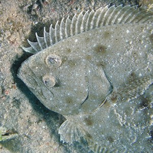 flounder1401