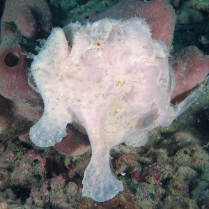 frogfish1400