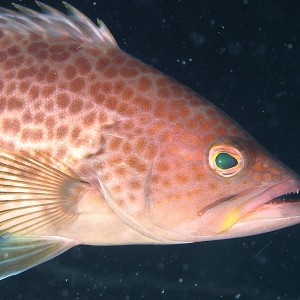 grouper1402