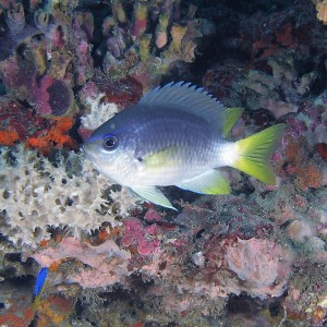 reeffish1401