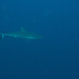 Bronze Whaler