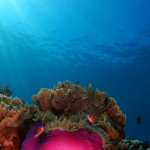Anemone Nha Trang Vietnam