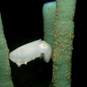 Baby cuttlefish, Nha Trang, Vietnam, Rainbow Divers