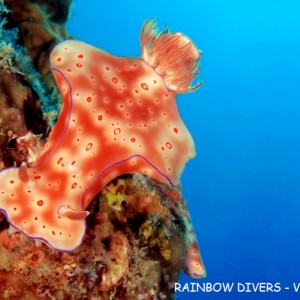 Nudibranch Ceratosoma, Nha Trang, Vietnam, Rainbow Divers