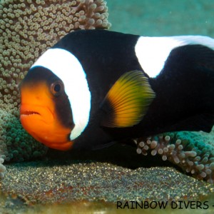 Clownfish and eggs, Rainbow Divers Vietnam
