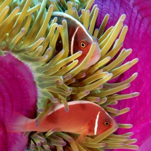 Clownfish, Nha Trang, Vietnam, Rainbow Divers