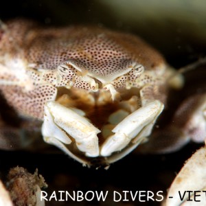 Crab on Anemone, Vietnam, Diving in Nha Trang