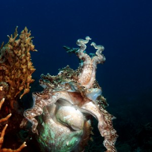 Cuttlefish in Nha Trang, Vietnam