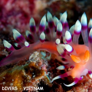 Flabellina in Nha Trang, Vietnam, Rainbow Divers, underwater photography