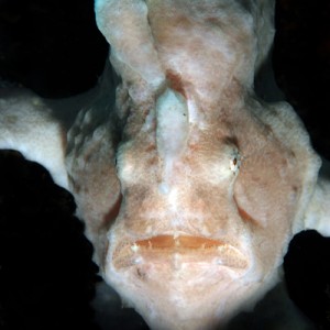 Frogfish in Nha Trang, Vietnam, Rainbow Divers, underwater photography