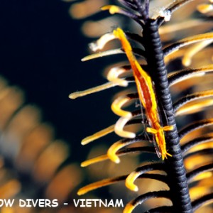Crinoid shrimp in Nha Trang, Vietnam, Rainbow Divers, professional underwat