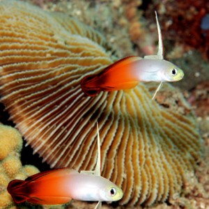 Fire Dart gobies in Nha Trang, Vietnam, Rainbow Divers, professional underw