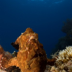 Frogfish in Nha Trang, Vietnam, Rainbow Divers, professional underwater pho