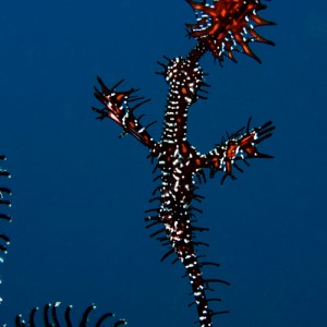 Nha Trang, Vietnam, Rainbow Divers, professional underwater photography