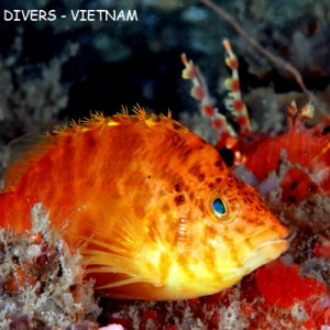 Hawkfish in Nha Trang, Vietnam, Rainbow Divers, professional underwater pho