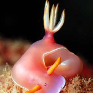 Hypsellodoris Bullockii in Nha Trang, Vietnam, Rainbow Divers, professional