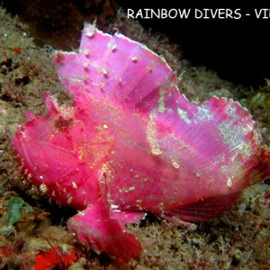 Scorpion Leaf fish in Nha Trang, Vietnam, Rainbow Divers, professional unde
