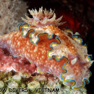 Nudibranch in Nha Trang, Vietnam, Rainbow Divers, professional underwater p