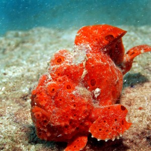 Red Frogfish in Nha Trang, Vietnam, Rainbow Divers, professional underwater