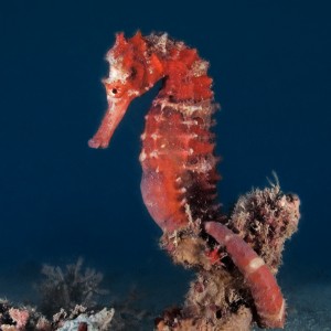 Seahorse, Nha Trang, Vietnam, Rainbow Divers, professional underwater photo