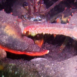 Fort_Wetherill_lobster