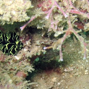 Costa Rica Flatworm