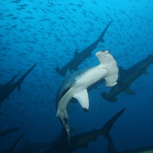 Another_Hammerhead
