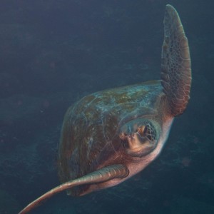 Green_Sea_Turtle2