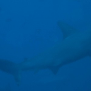 Hammerhead_Shark