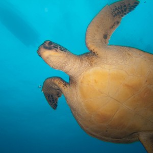 Sea_turtle7