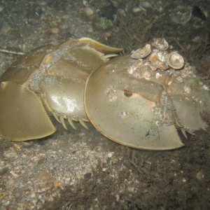 Horseshoe Crabs in Love
