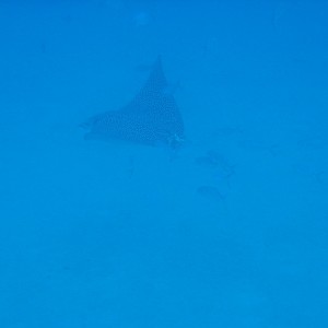 Spotted eagle ray.