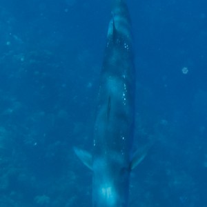 Huge barracuda