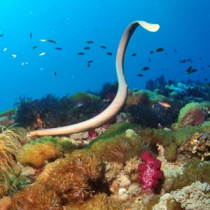 golden sea snake