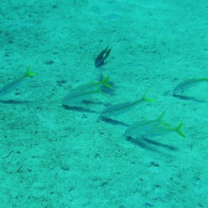 2009-09-29_10_Yellowtail_Snappers