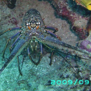 2009-09-29_12_Spiny_Lobster