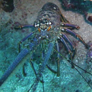 2009-09-29_13_Spiny_Lobster