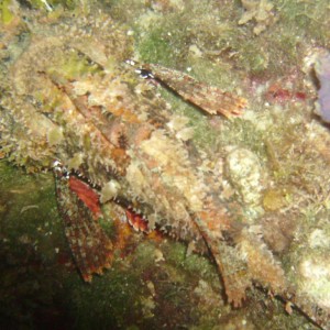 2009-09-29_17_Spotted_Scorpionfish