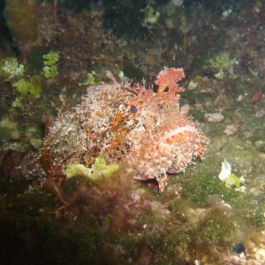2009-09-29_19_Spotted_Scorpionfish