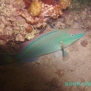 2009-09-29_26_Red_Band_Parrotfish