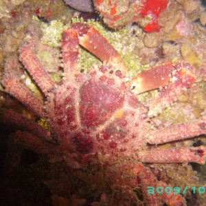 2009-10-03_13_Crab1