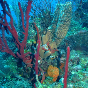 Great Reefs
