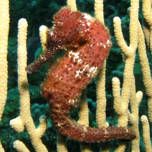 Seahorse on Coral