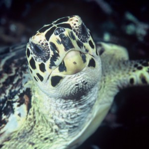 Solomon Islands Turtle