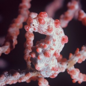 Pygmy Sea Horse