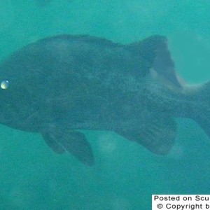 blackrockfish3