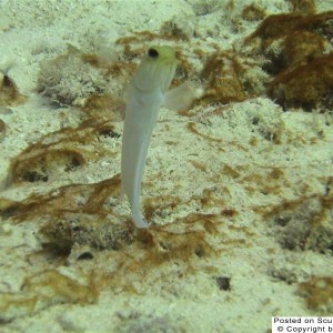 Yellow-Headed Jawfish