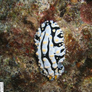 Scrambled Egg Nudibranch