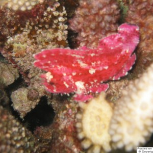 Red Leaf Scorpionfish